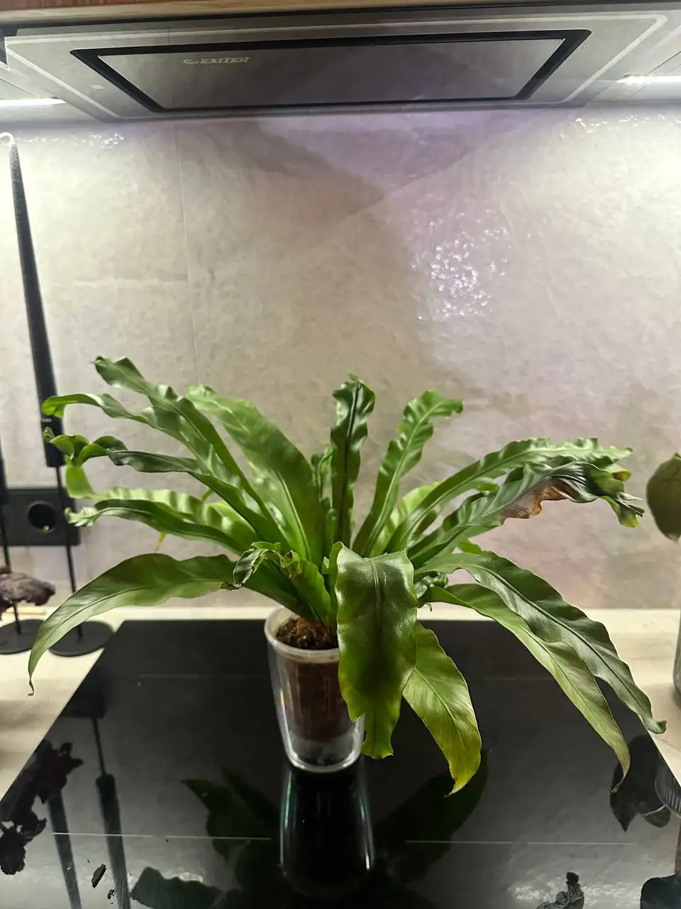 Продам комнатный папоротник - Комнатные растения (Хобби и отдых) в Красноярск