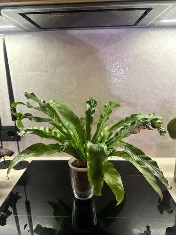 Продам комнатный папоротник - Флорариумы в Красноярск