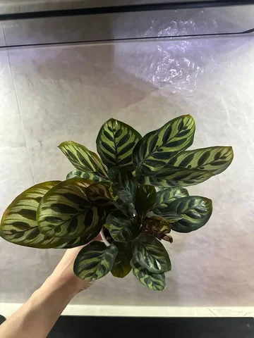 Калатея комнатное растение - Флорариумы в Красноярск