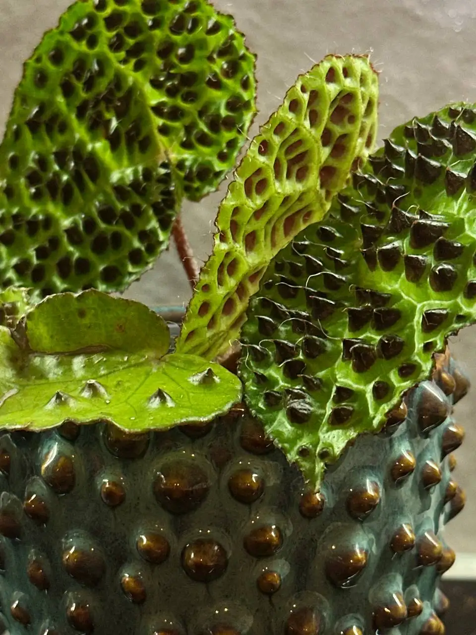 Комнатные растения в Красноярске - Растения (Хобби и отдых) в Красноярск