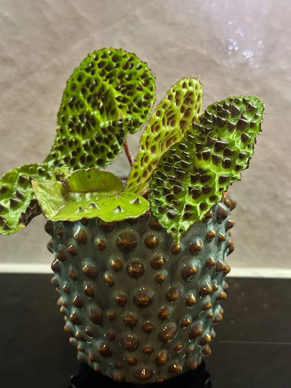 Комнатные растения в Красноярске - Растения (Хобби и отдых) в Красноярск