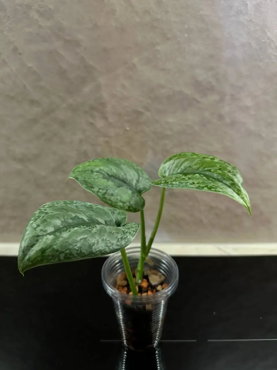 Сциндапсус платиновой заливки - Комнатные растения (Хобби и отдых) в Красноярск