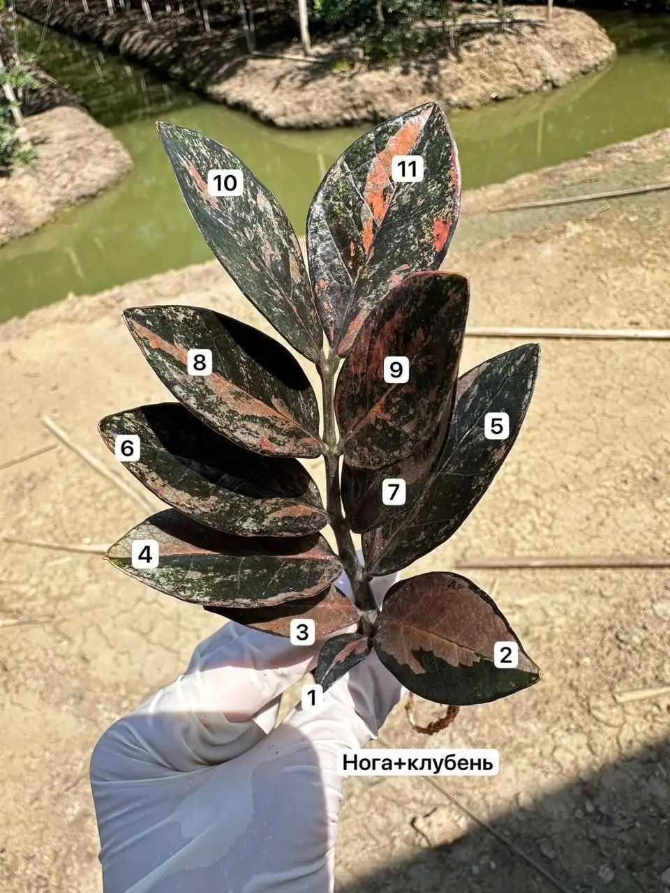 Комнатные растения в Красноярске - Растения (Хобби и отдых) в Красноярск