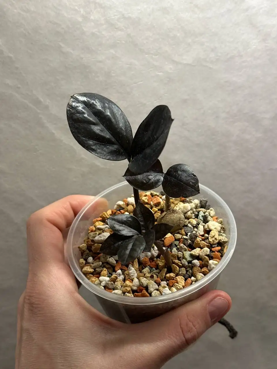 Комнатные растения в Красноярске - Хобби и отдых в Красноярск