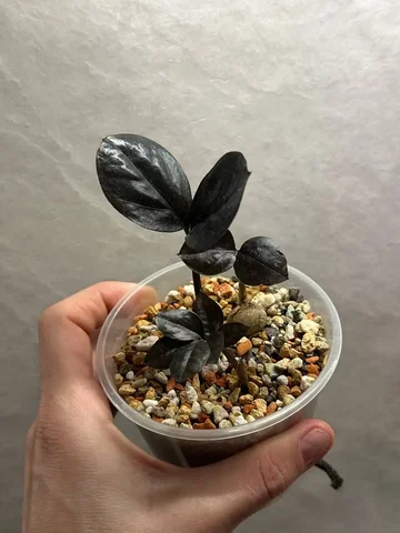 Комнатные растения в Красноярске - Флорариумы в Красноярск