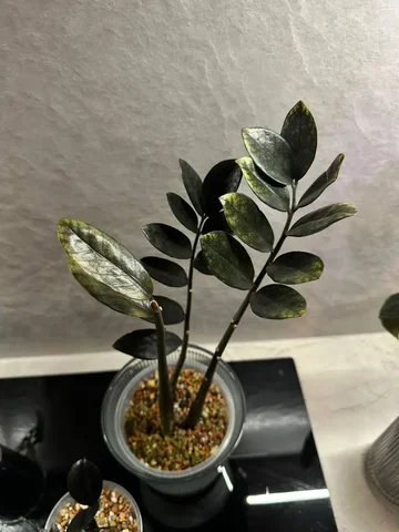 Равен побольше - комнатное растение - Растения и рассада в Красноярск