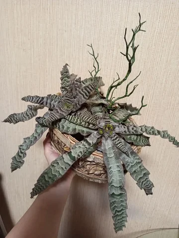 Комнатные растения в Красноярске - Флорариумы в Красноярск