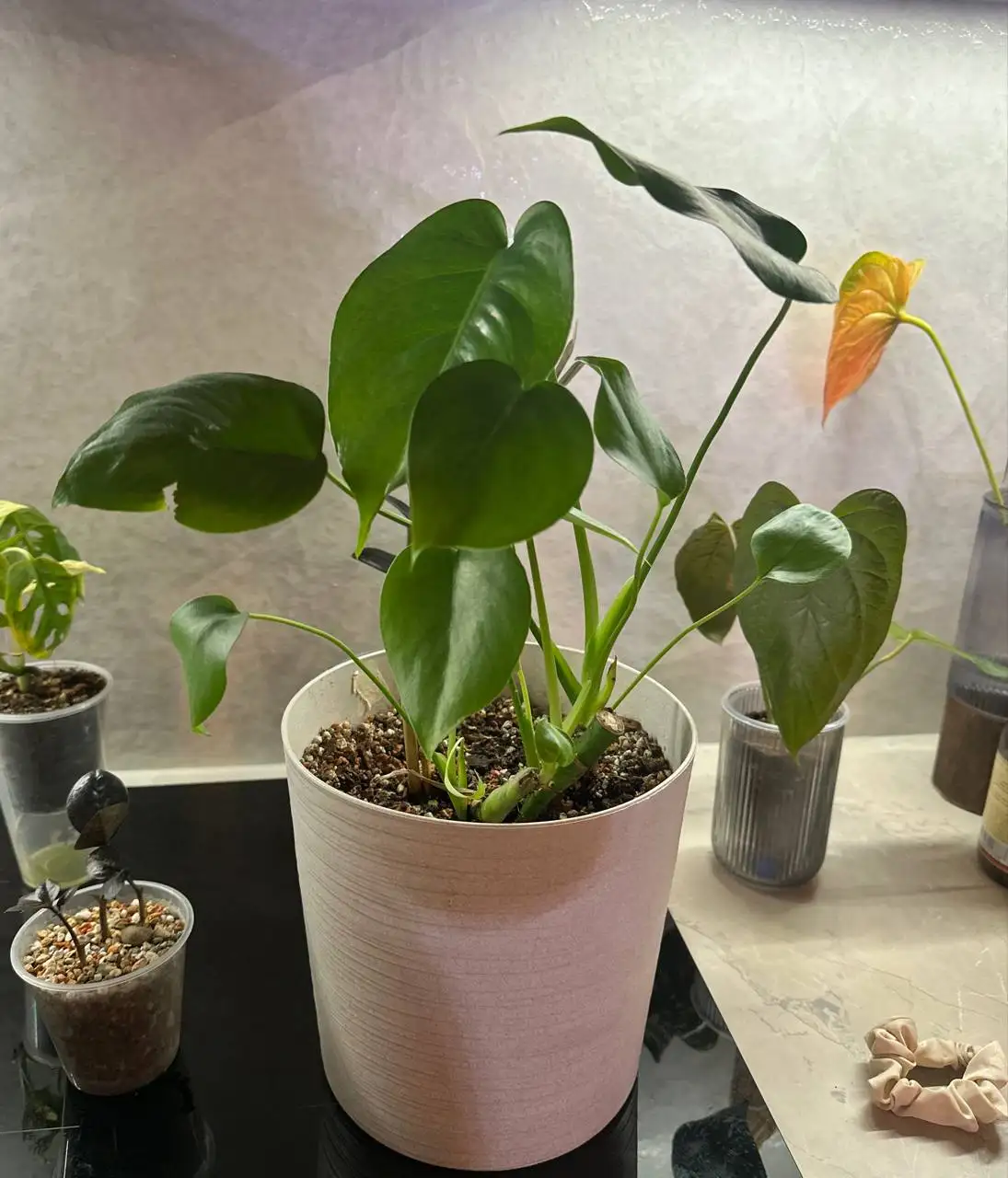 Монстера с горшком бесплатно - Комнатные растения (Хобби и отдых) в Красноярск