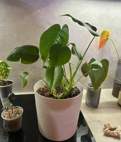 Монстера с горшком бесплатно - Флорариумы в Красноярск