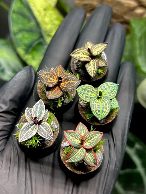 Флорариумы с натуральными материалами - Флорариумы в Красноярск