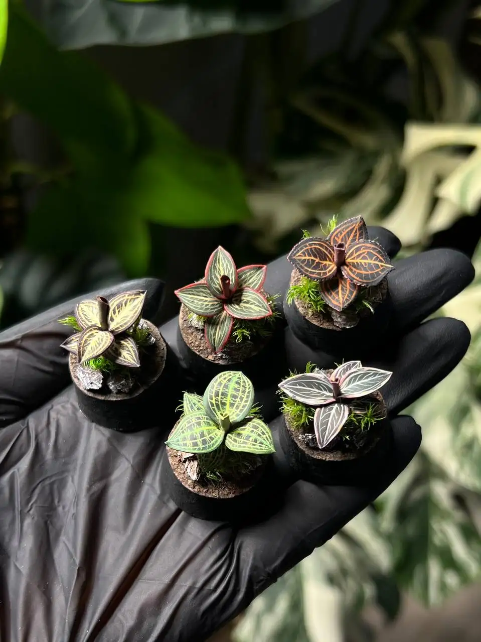 Флорариумы с натуральными материалами - Флорариумы (Хобби и отдых) в Красноярск