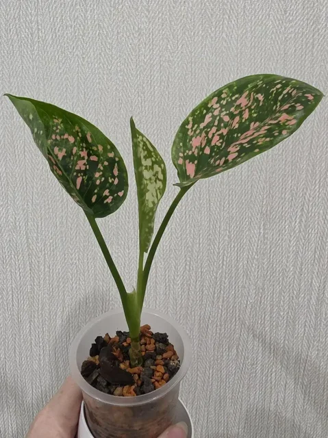 Аглаонема Pink Dalmatian - Флорариумы в Красноярск