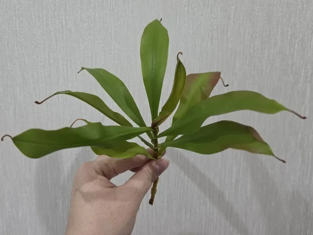 Непентес Bloody Mary (Кровавая Мэри) - хищное растение - Флорариумы в Красноярск