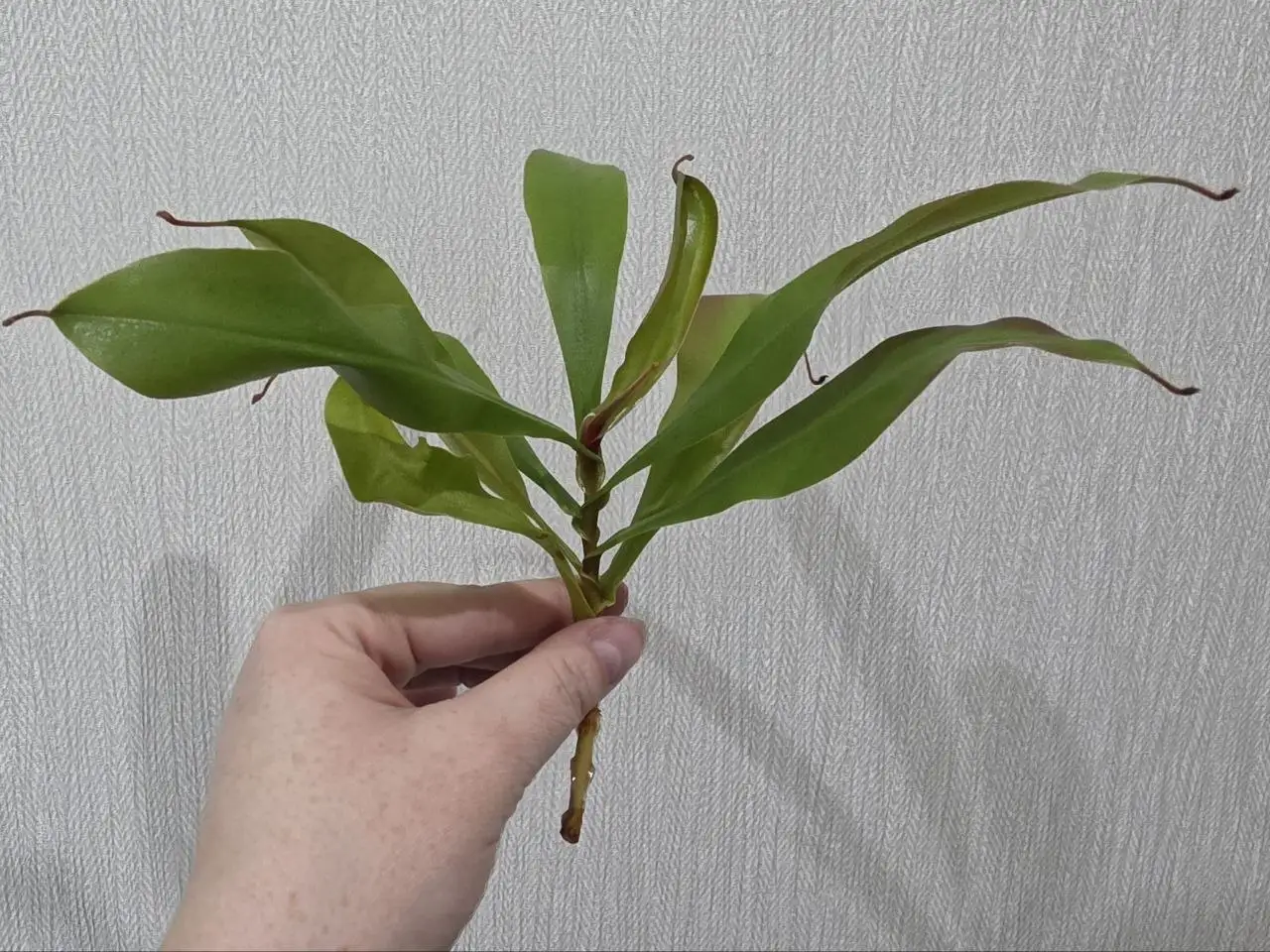 Непентес Bloody Mary (Кровавая Мэри) - хищное растение - Комнатные растения (Хобби и отдых) в Красноярск