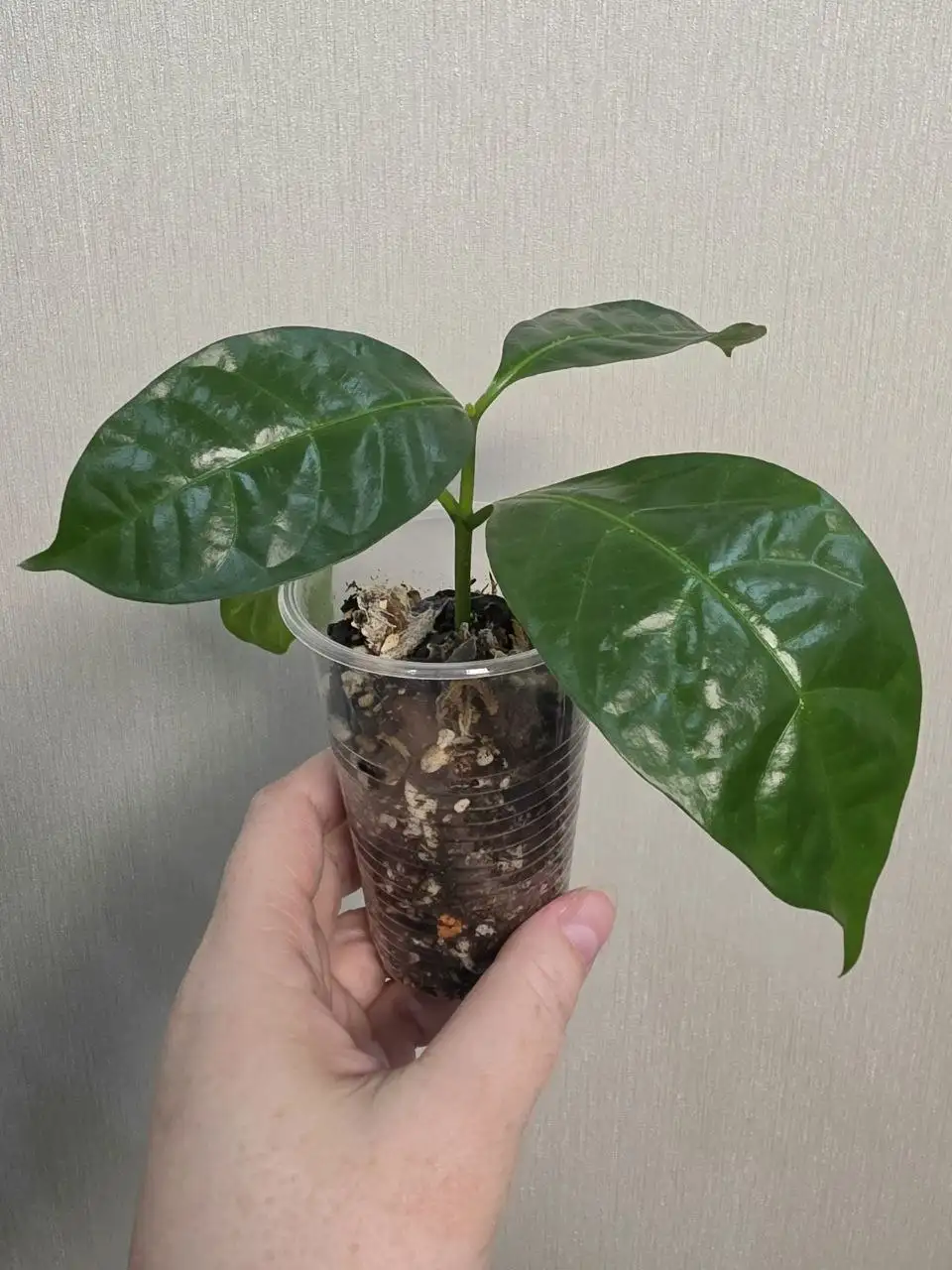 Табернемонтана - Комнатные растения (Хобби и отдых) в Красноярск