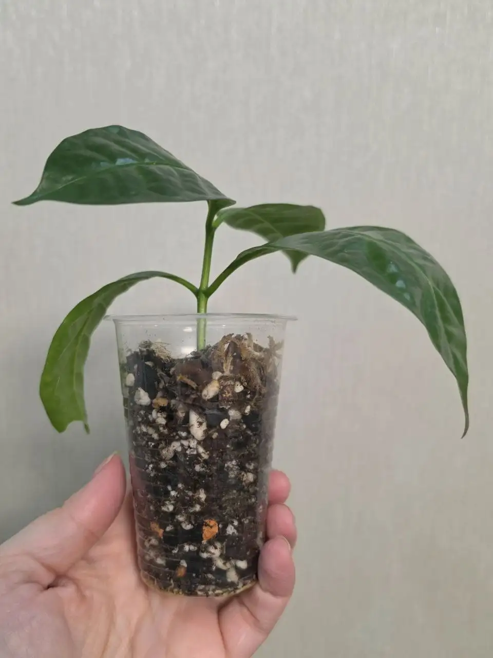 Табернемонтана - Комнатные растения (Хобби и отдых) в Красноярск