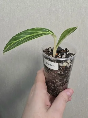 Аглаонема Bai Kaw - Флорариумы в Красноярск