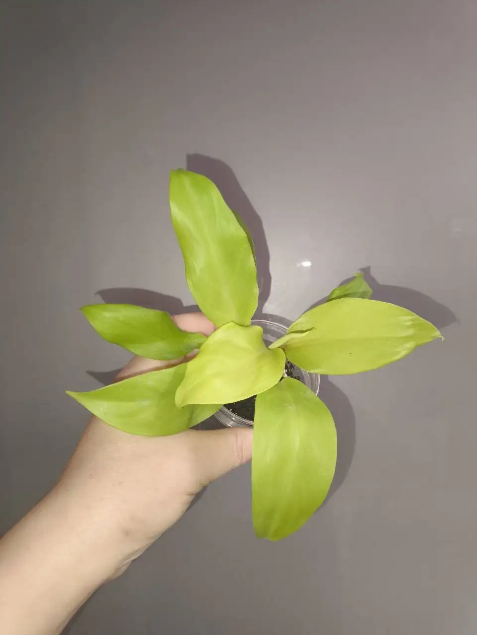 Филодендрон Малай Голд - Комнатные растения (Хобби и отдых) в Красноярск