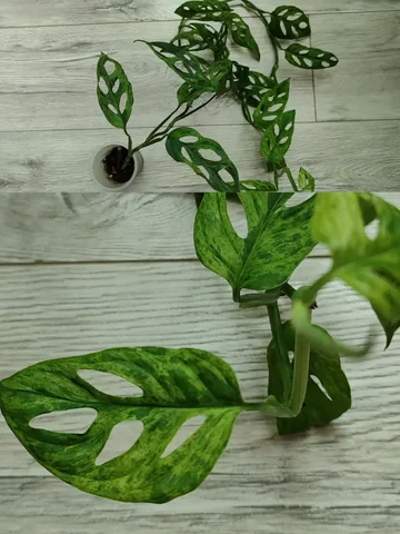 Монстера триколор Марбл взрослое растение - Растения и рассада в Красноярск