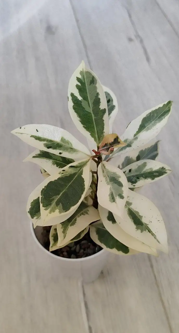 Фикус Мелани - Комнатные растения (Хобби и отдых) в Красноярск