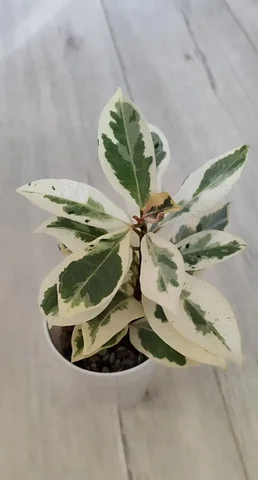 Фикус Мелани - Встречи с писателями в Красноярск