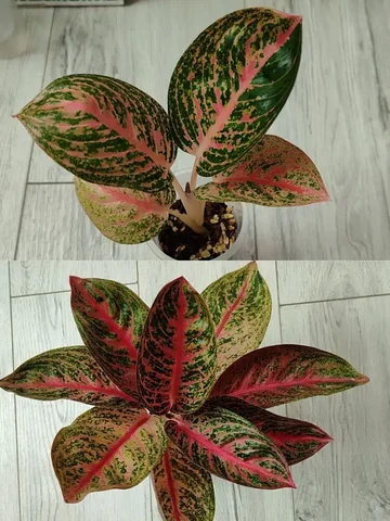 Продажа аглаонемы Ред Легаси в Красноярске - Встречи с писателями в Красноярск