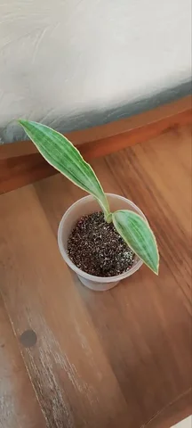 Сансевиерия комнатное растение - Встречи с писателями в Красноярск