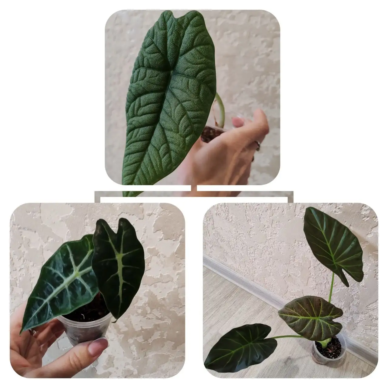 Продажа комнатных растений алоказии, полли и регал шилдс - Комнатные растения (Хобби и отдых) в Красноярск