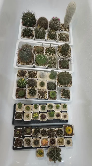 Первая в этом году головомойка у кактусов - Встречи с писателями в Красноярск