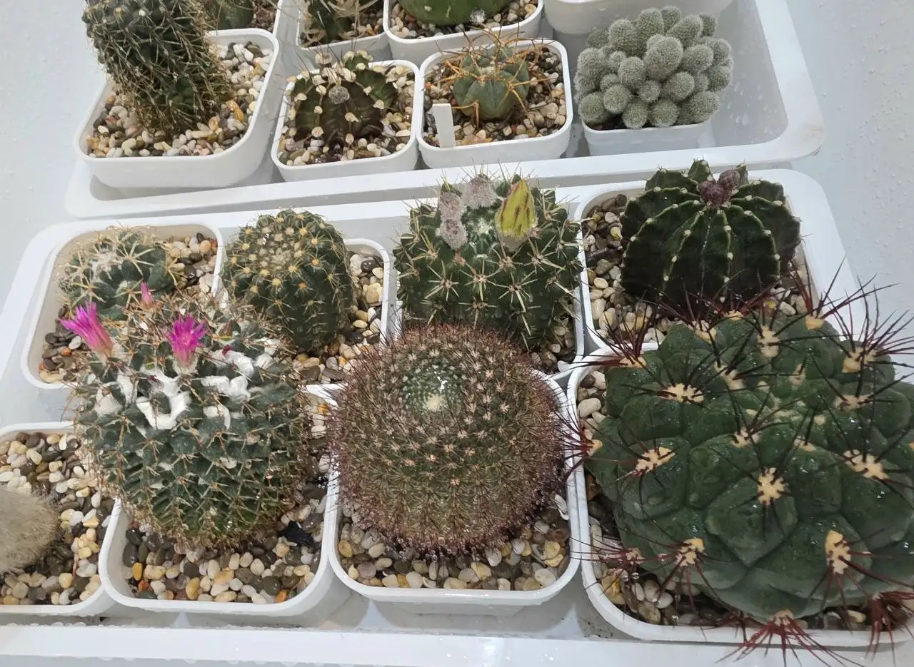 Первая в этом году головомойка у кактусов - Комнатные растения (Хобби и отдых) в Красноярск