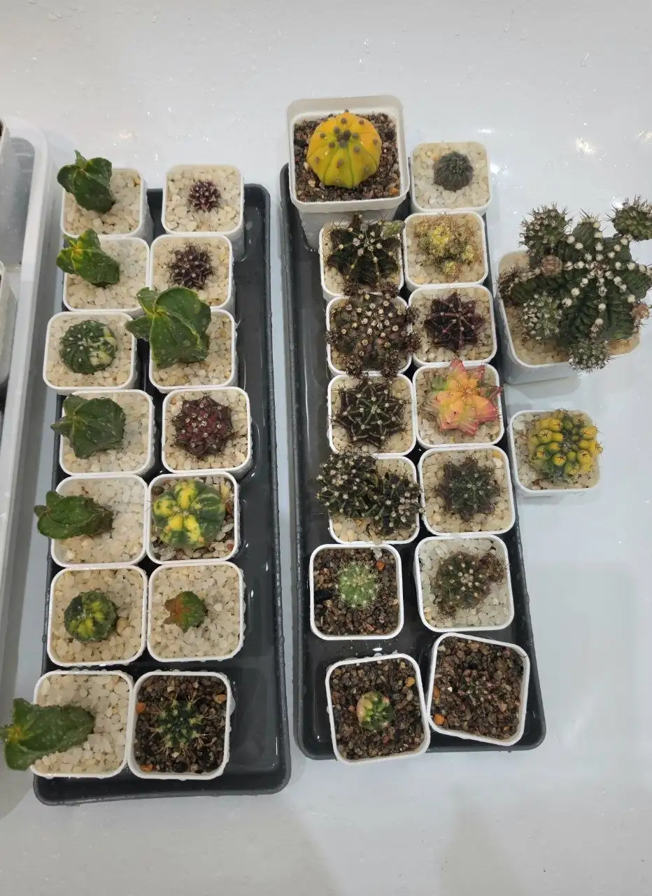 Первая в этом году головомойка у кактусов - Комнатные растения (Хобби и отдых) в Красноярск