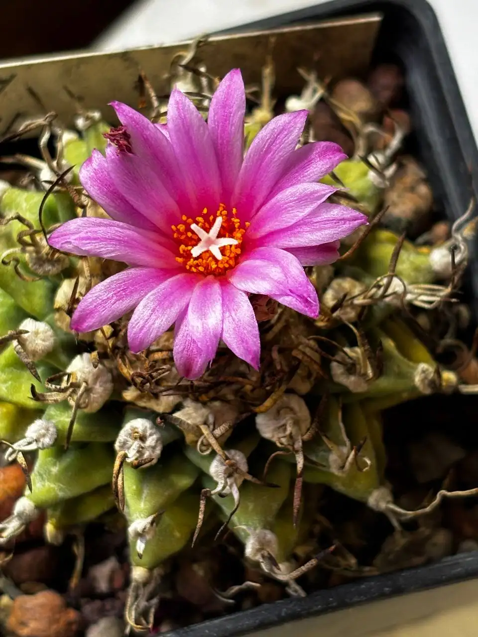 Турбины всегда первые - Комнатные растения (Хобби и отдых) в Красноярск