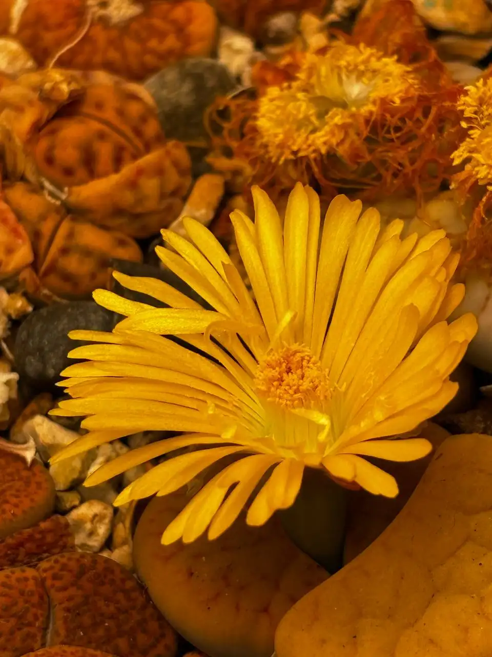 Литопс - комнатное растение - Комнатные растения (Хобби и отдых) в Красноярск