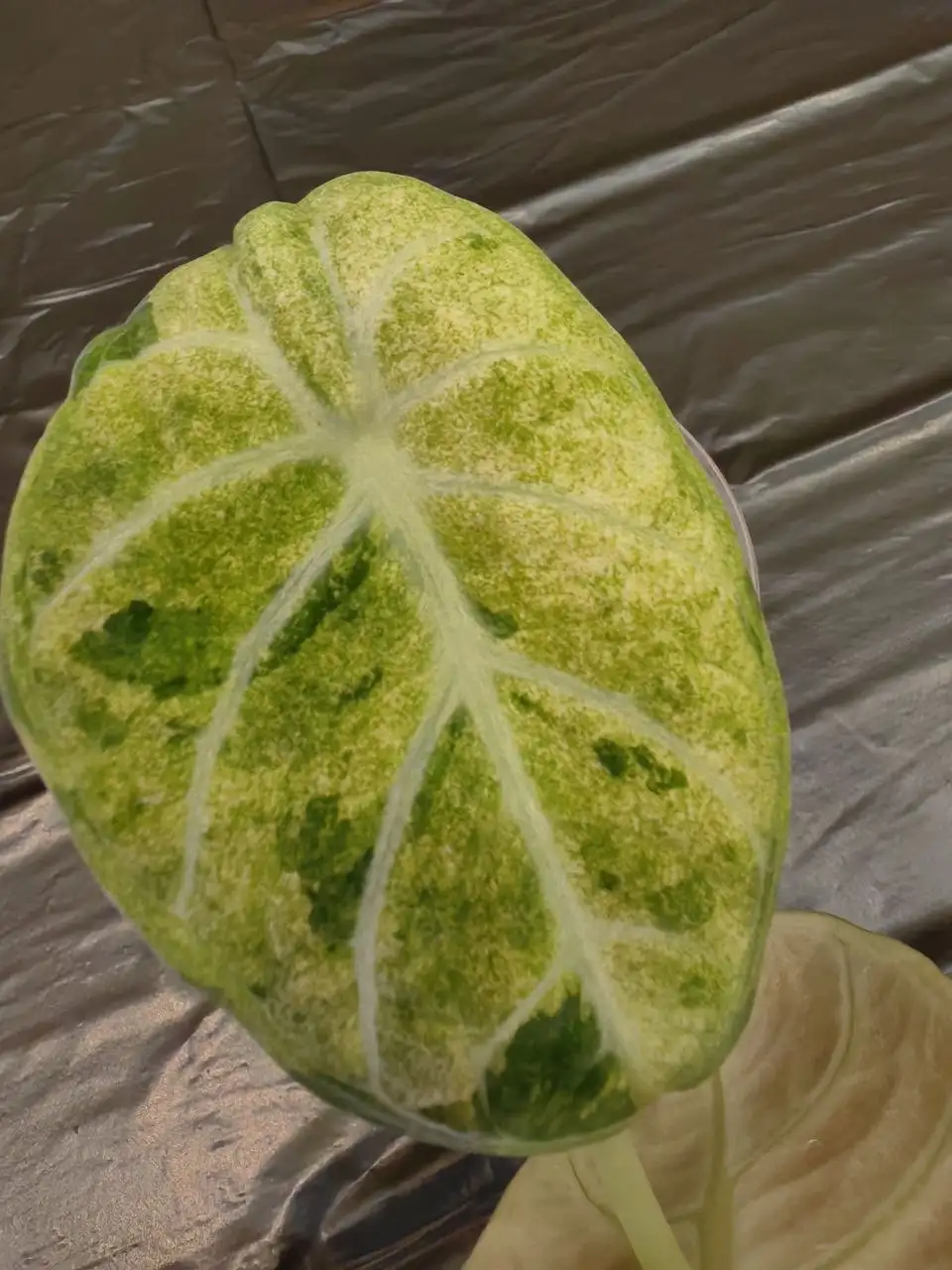 Продажа Алоказии Ниньзя сплешь - Комнатные растения (Хобби и отдых) в Красноярск