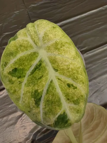 Продажа Алоказии Ниньзя сплешь - Встречи с писателями в Красноярск