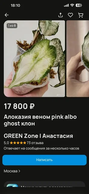 Комнатные растения в Красноярске - Растения и рассада в Красноярск