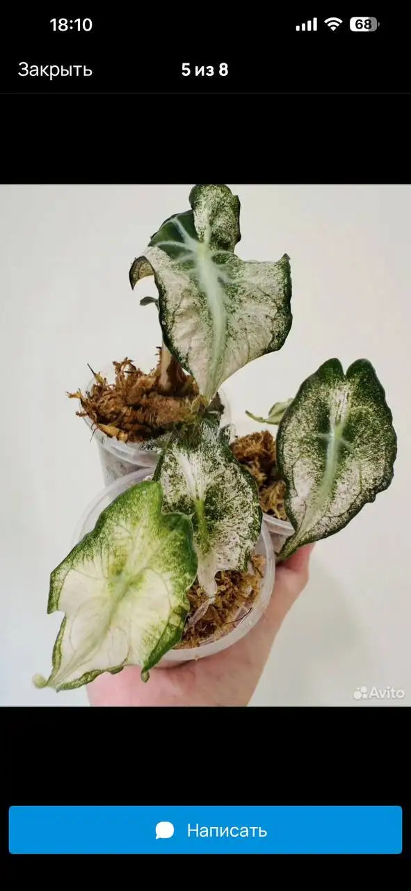 Комнатные растения в Красноярске - Комнатные растения (Для дома и дачи) в Красноярск