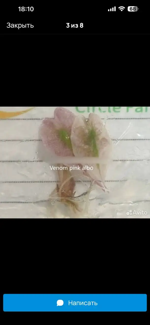 Комнатные растения в Красноярске - Комнатные растения (Для дома и дачи) в Красноярск