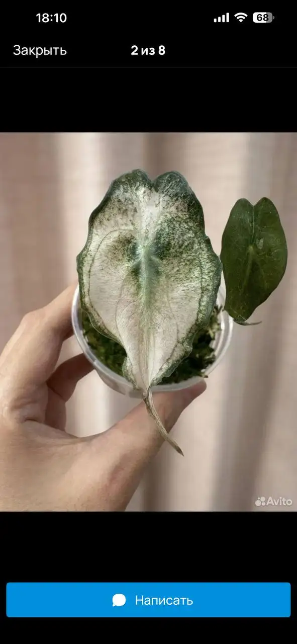 Комнатные растения в Красноярске - Комнатные растения (Для дома и дачи) в Красноярск