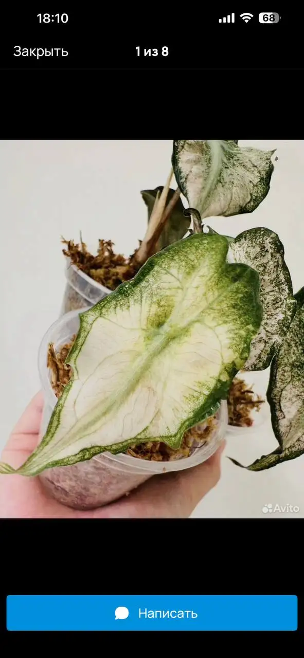 Комнатные растения в Красноярске - Комнатные растения (Для дома и дачи) в Красноярск