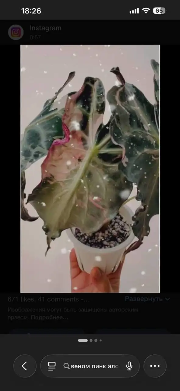 Комнатные растения в Красноярске - Растения (Хобби и отдых) в Красноярск