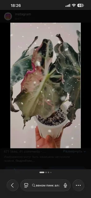 Комнатные растения в Красноярске - Встречи с писателями в Красноярск