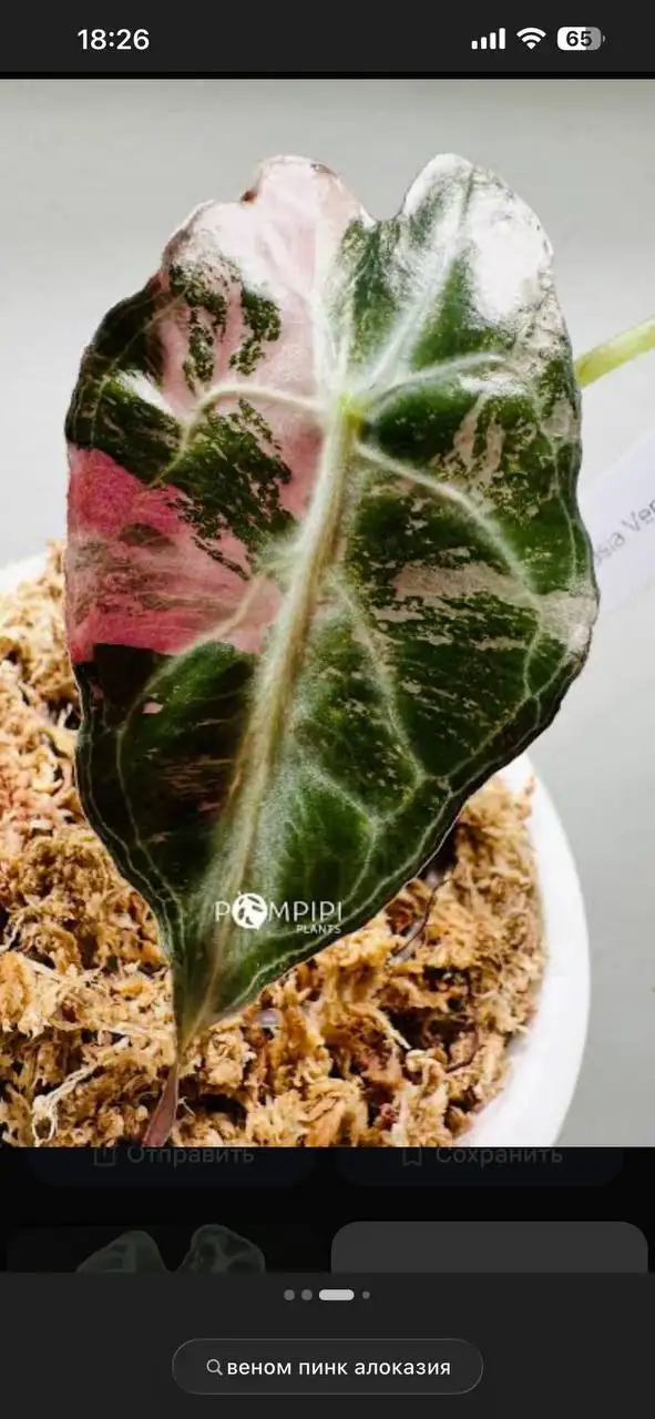 Комнатные растения в Красноярске - Растения (Хобби и отдых) в Красноярск