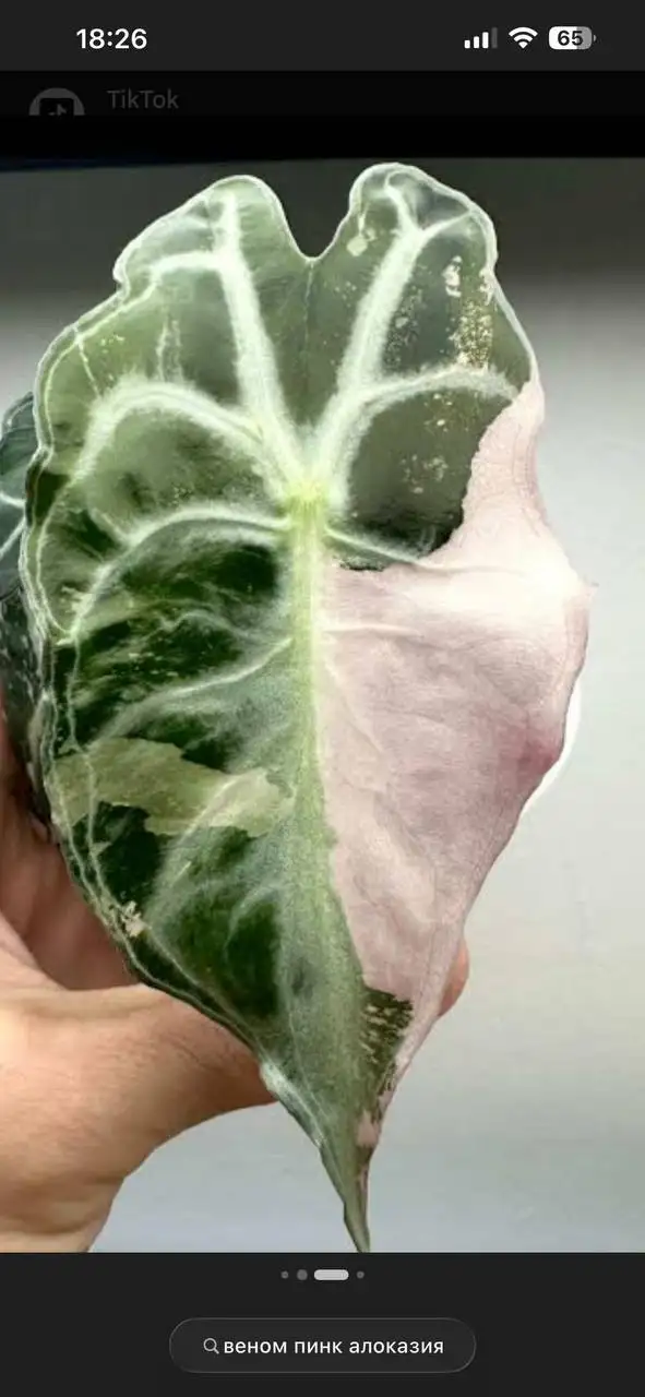 Комнатные растения в Красноярске - Растения (Хобби и отдых) в Красноярск