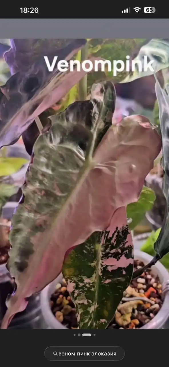 Комнатные растения в Красноярске - Растения (Хобби и отдых) в Красноярск