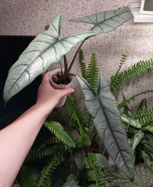 Алоказия Дыхание Дракона - Встречи с писателями в Красноярск