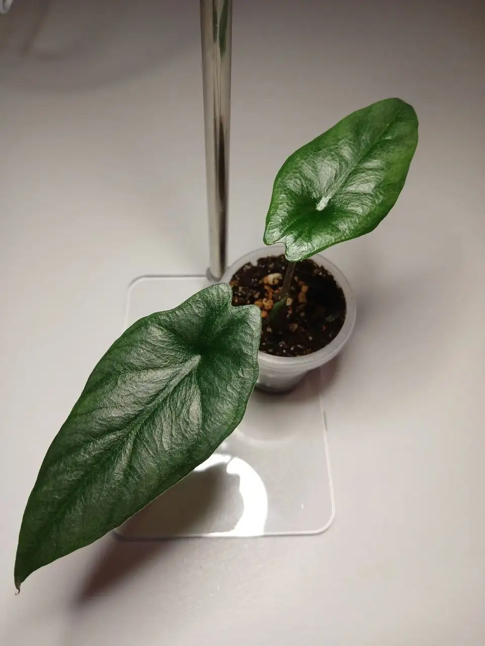 Алоказия Дыхание Дракона - Комнатные растения (Хобби и отдых) в Красноярск