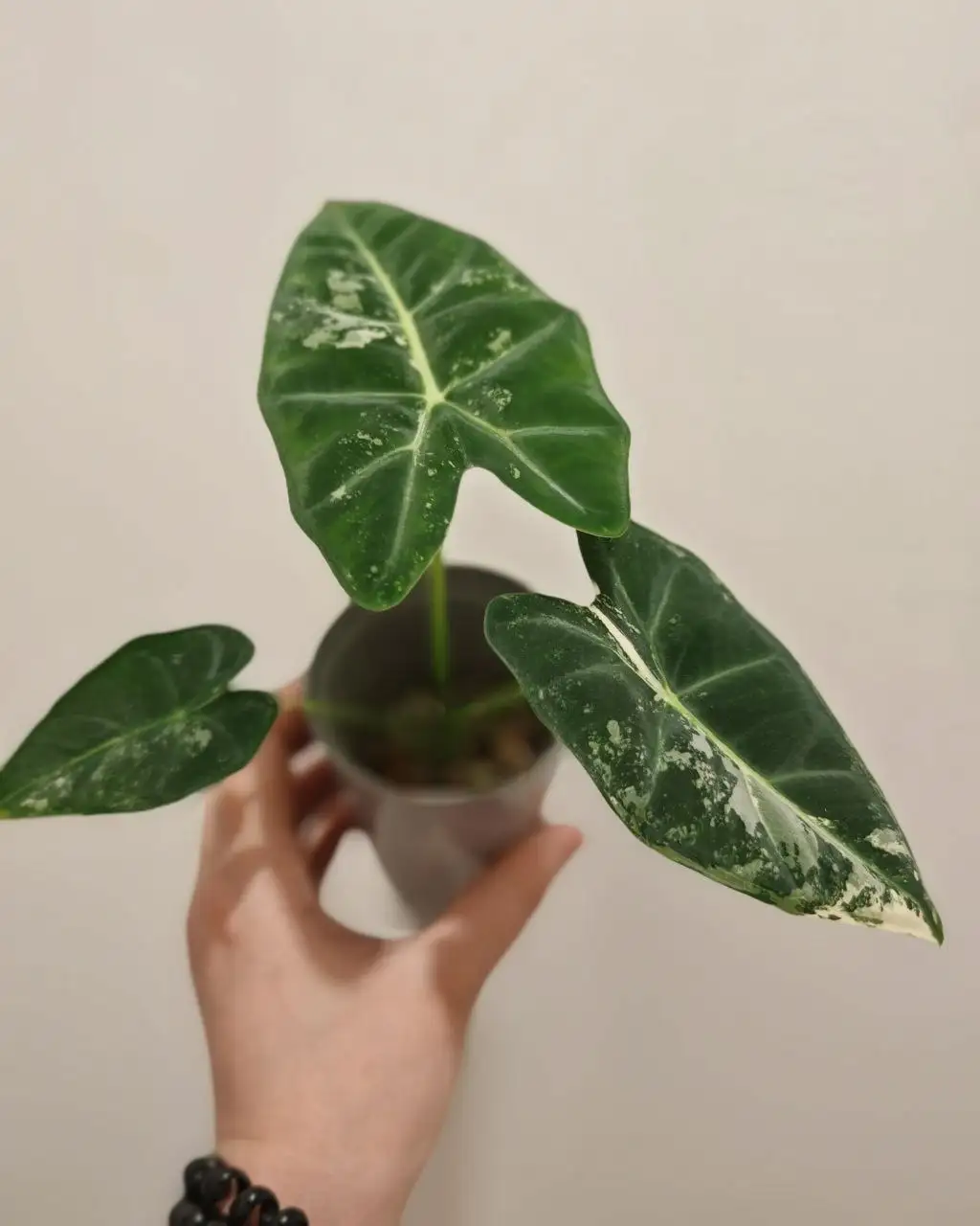 Продажа комнатных растений в Красноярске - Комнатные растения (Хобби и отдых) в Красноярск