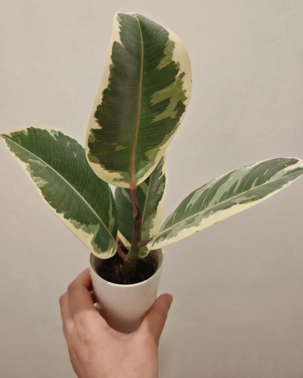 Продажа комнатных растений в Красноярске - Комнатные растения (Хобби и отдых) в Красноярск