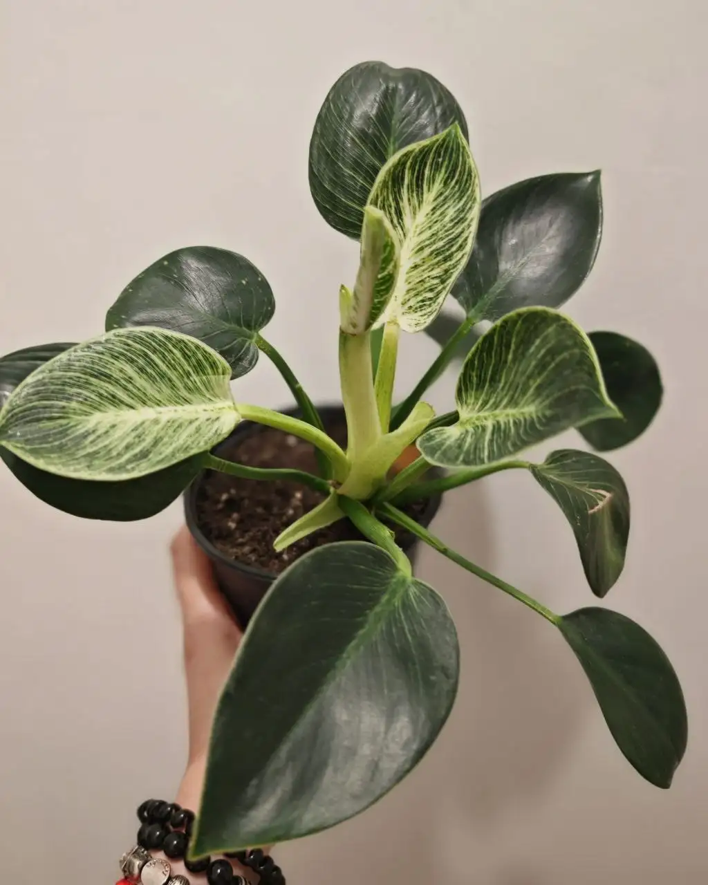 Продажа комнатных растений в Красноярске - Комнатные растения (Хобби и отдых) в Красноярск